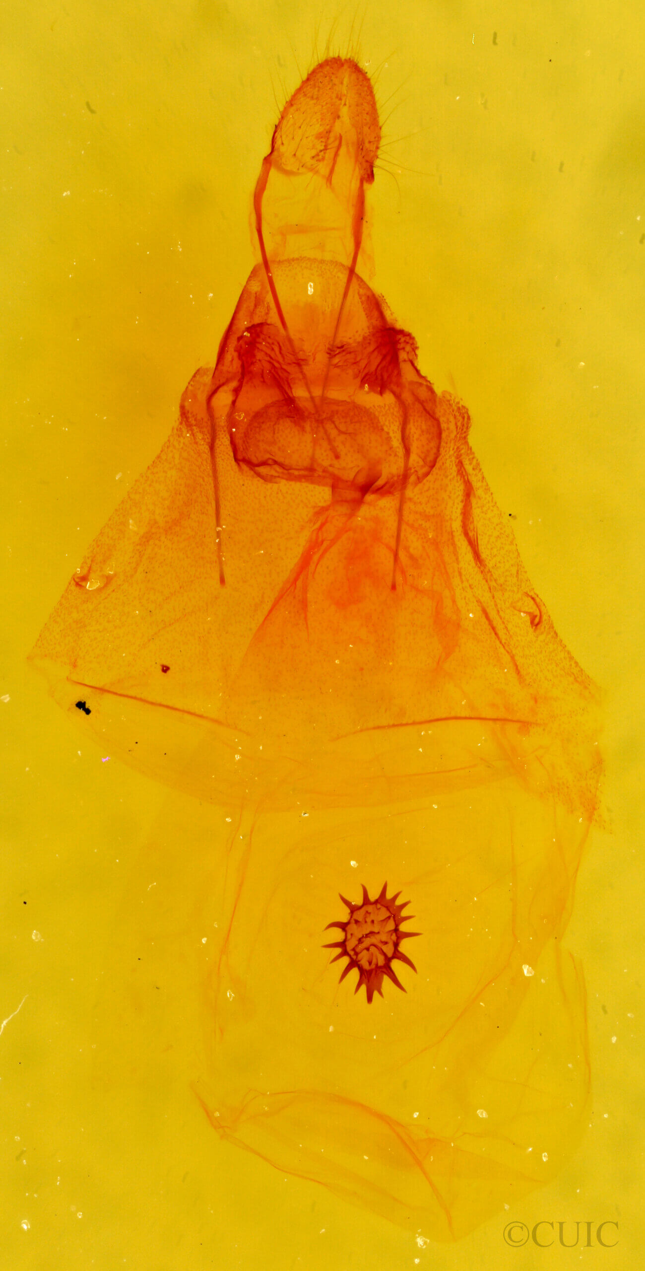 genitalia view of adult Caripeta angustiorata
