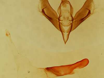 genitalia view of adult Supralathosea pronuba