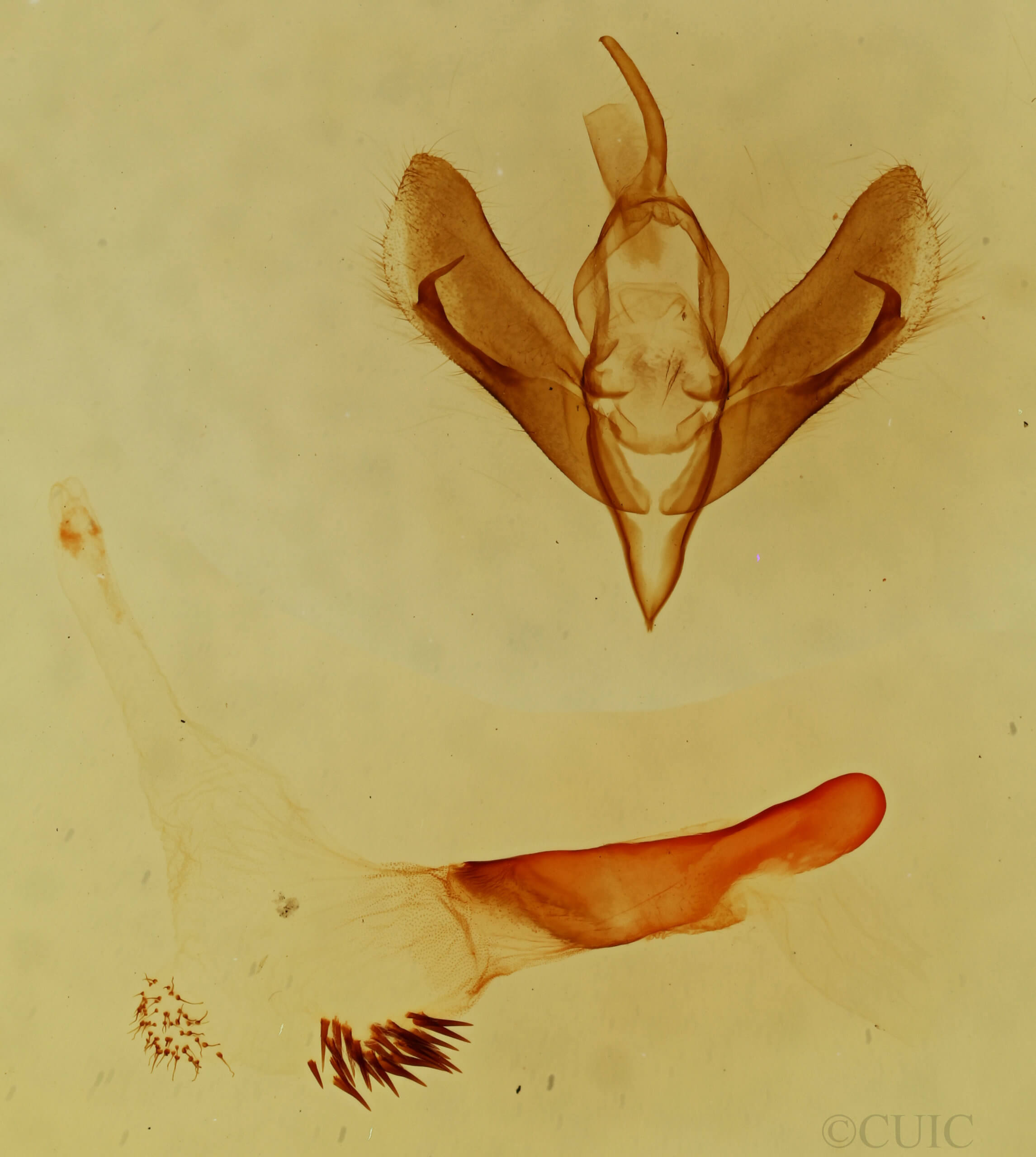 genitalia view of adult Supralathosea pronuba