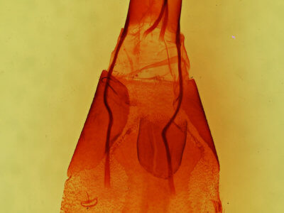 genitalia view of adult Supralathosea  pronuba