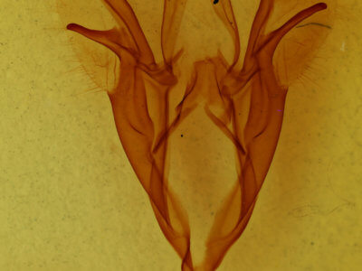 genitalia view of adult Catocala consors