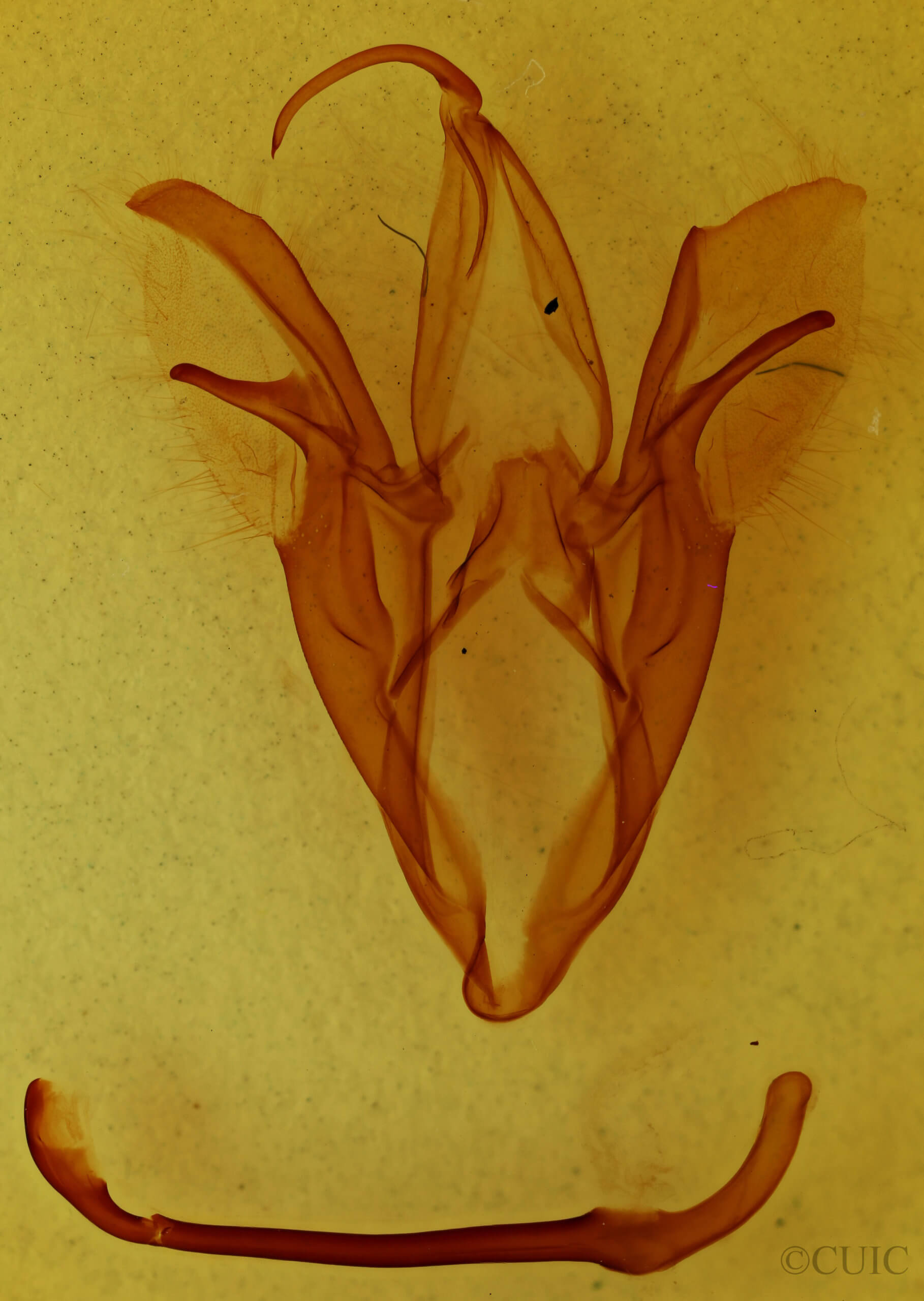 genitalia view of adult Catocala consors