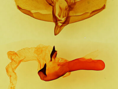 genitalia view of adult Charadra franclemonti