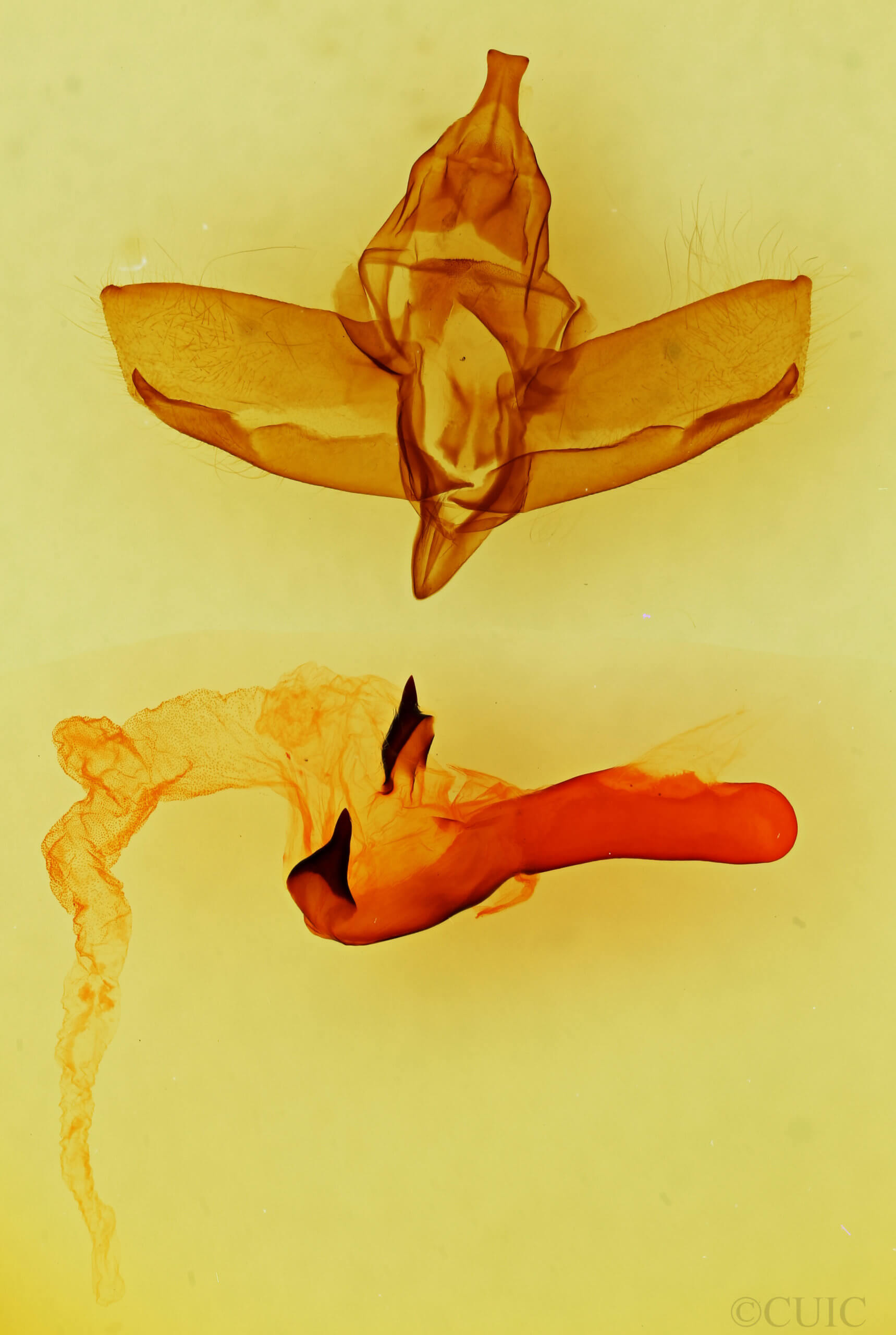 genitalia view of adult Charadra franclemonti