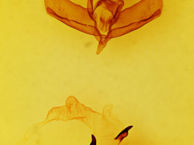 genitalia view of adult Charadra franclemonti