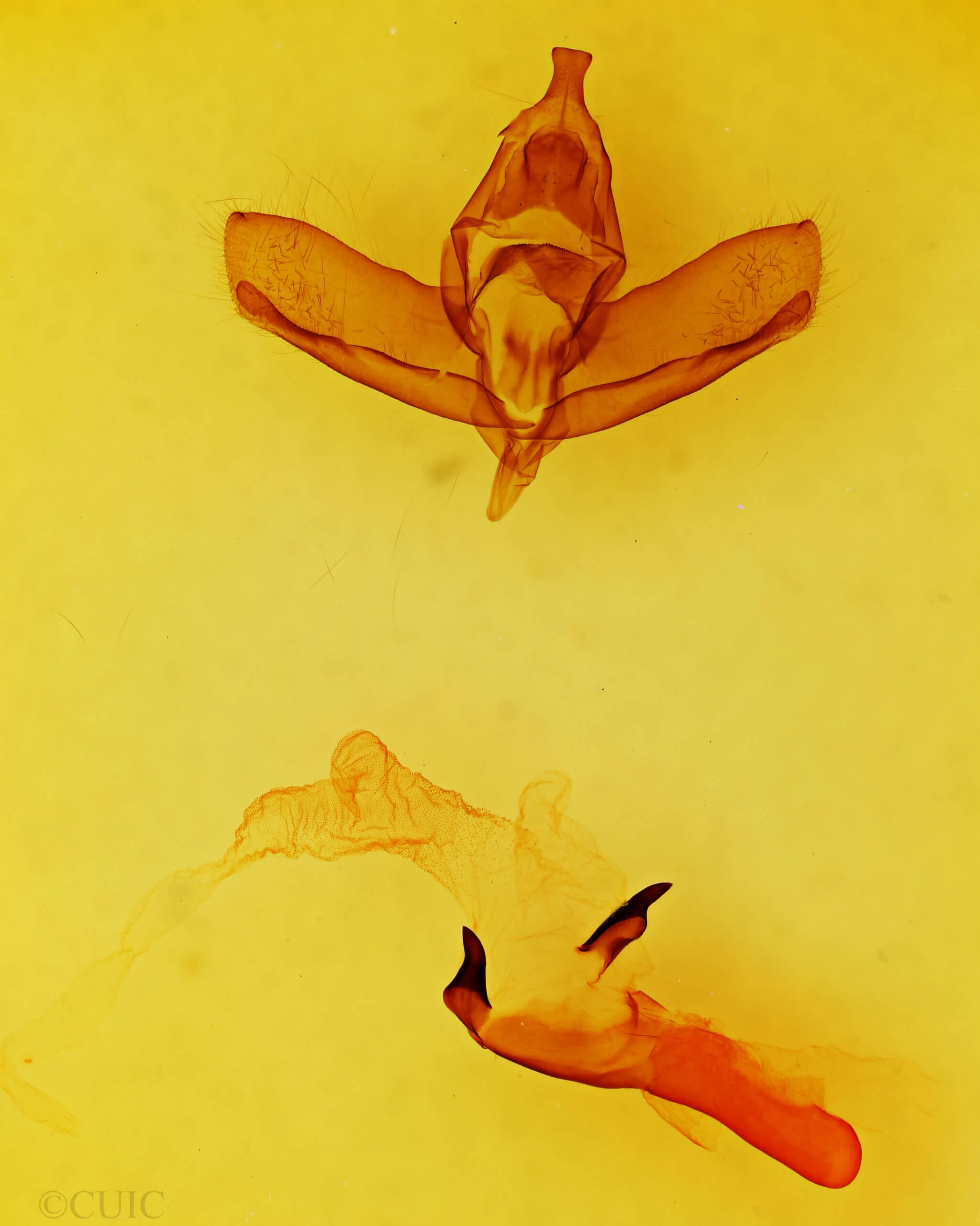 genitalia view of adult Charadra franclemonti