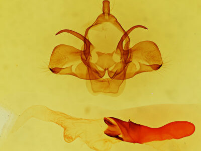 genitalia view of adult Charadra moneta
