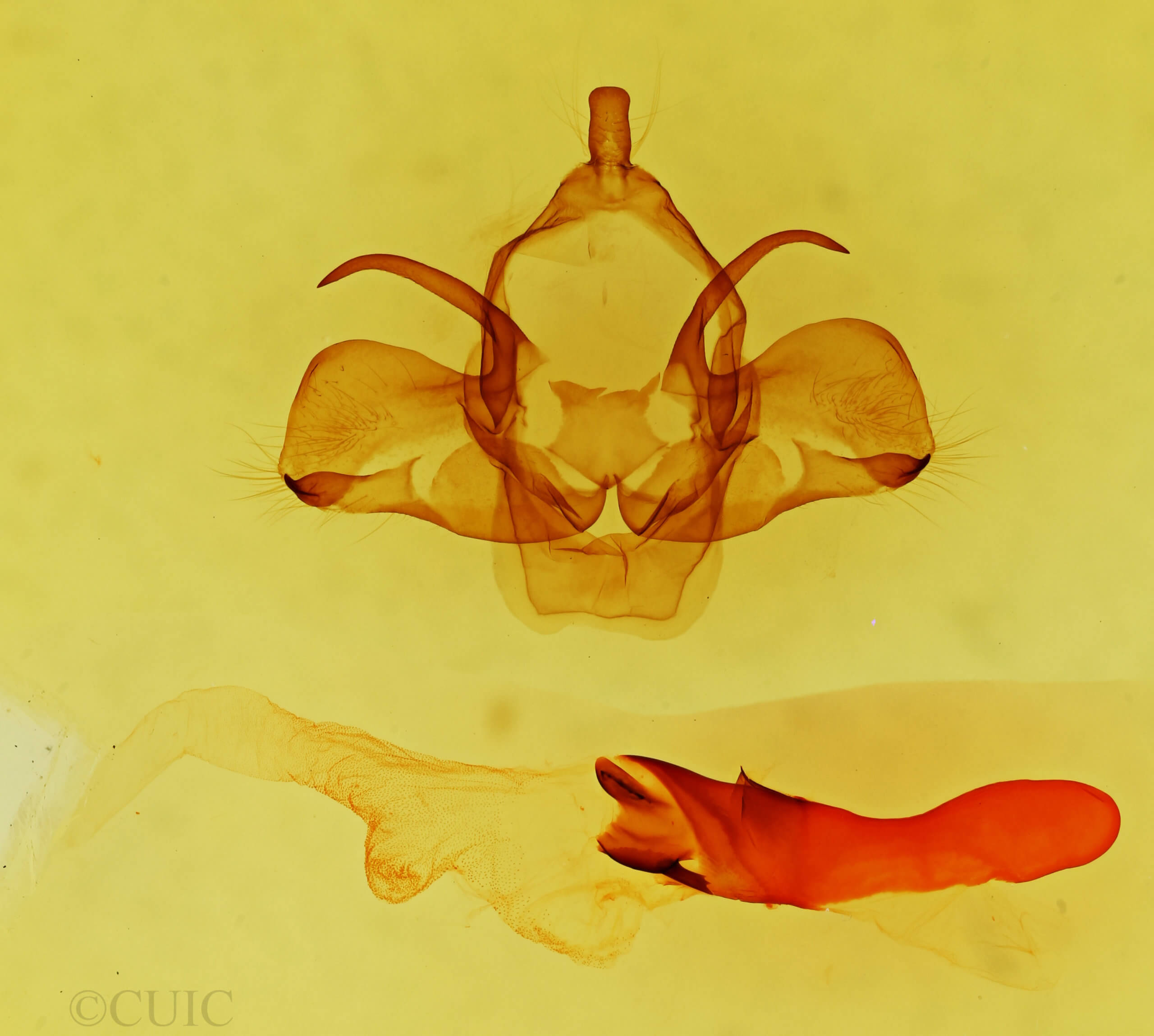 genitalia view of adult Charadra moneta