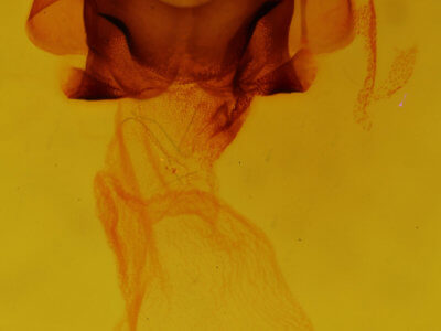 genitalia view of adult Charadra moneta