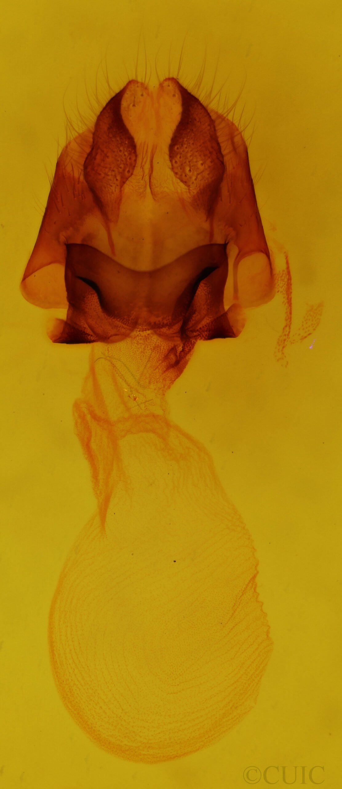 genitalia view of adult Charadra moneta