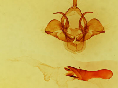 genitalia view of adult Charadra moneta