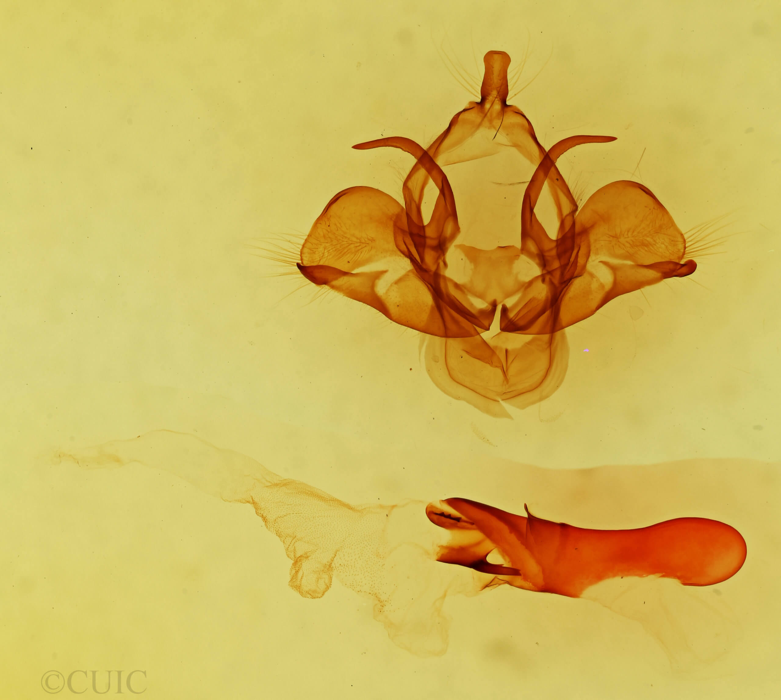 genitalia view of adult Charadra moneta