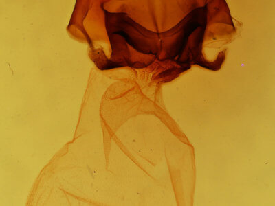 genitalia view of adult Charadra moneta