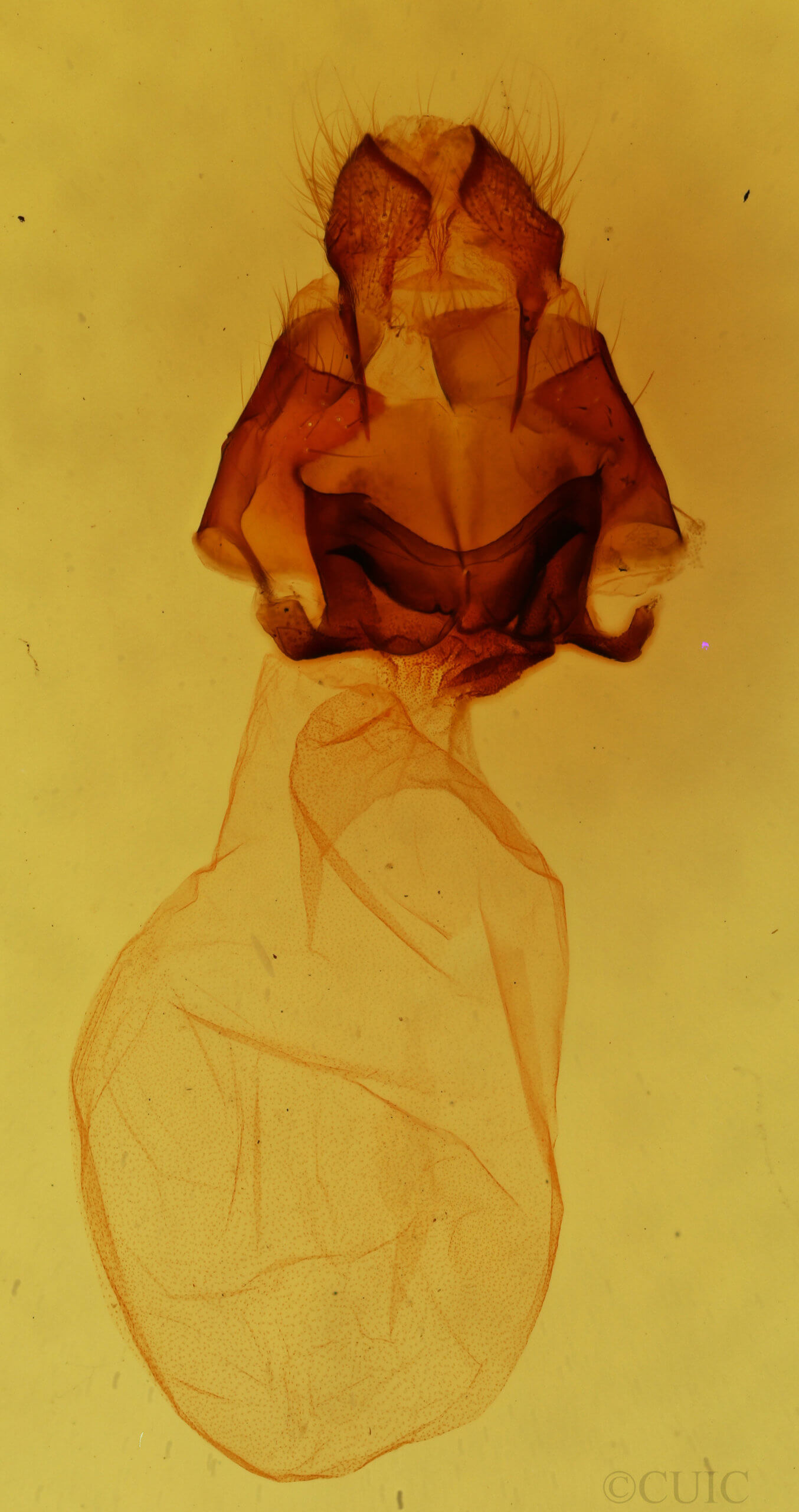 genitalia view of adult Charadra moneta