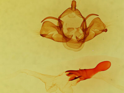 genitalia view of adult Charadra moneta