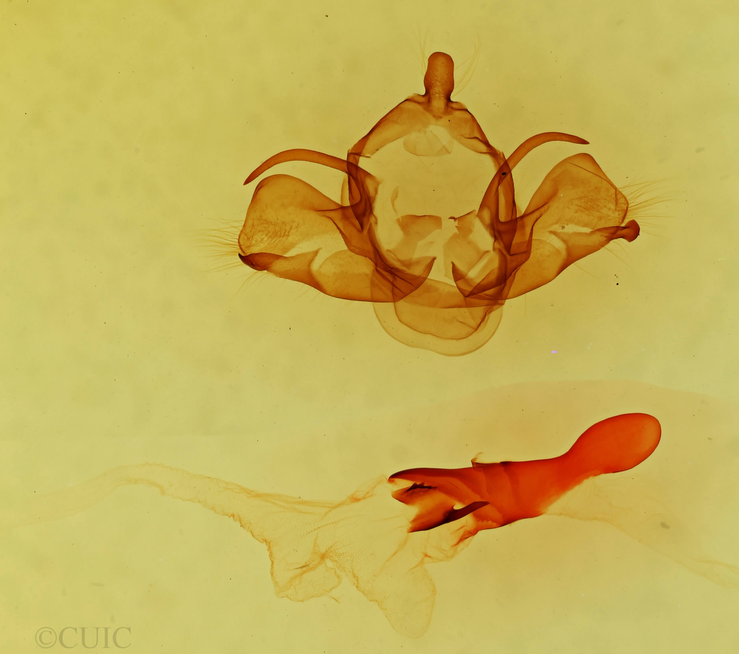 genitalia view of adult Charadra moneta