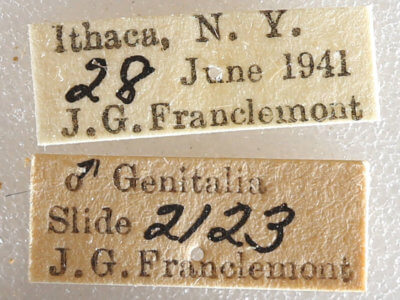 label view of adult Datana ministra