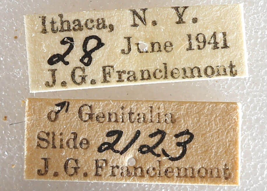 label view of adult Datana ministra