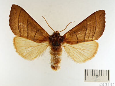 dorsal view of adult Datana ministra