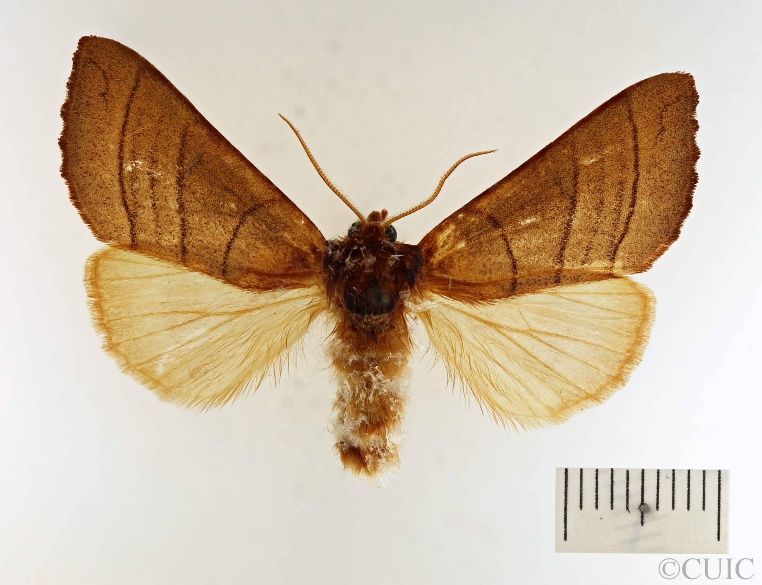 dorsal view of adult Datana ministra