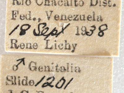 label view of adult Drymoea simulans