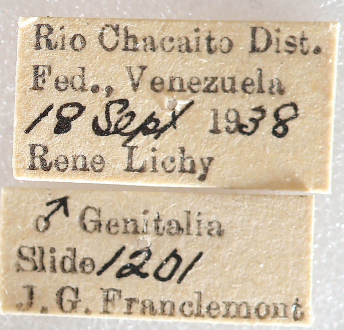 label view of adult Drymoea simulans