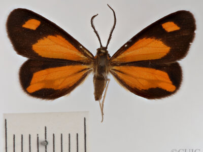 dorsal view of adult Drymoea simulans