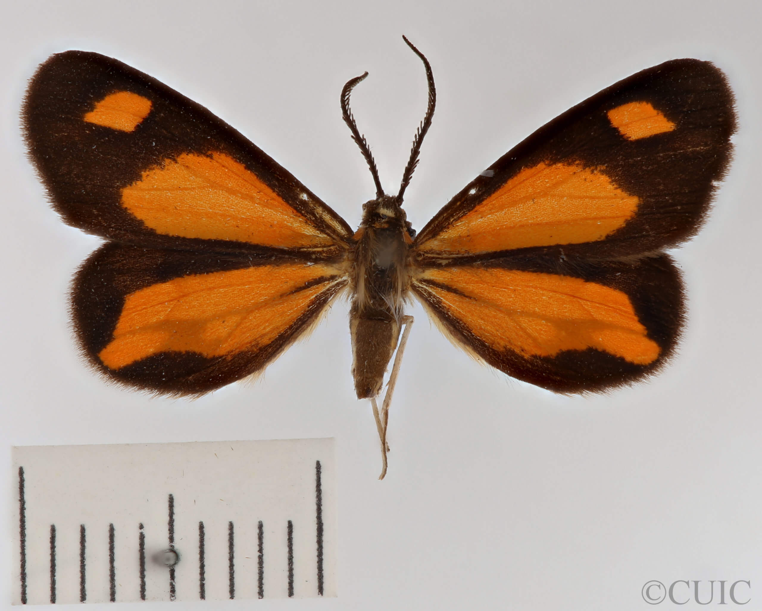 dorsal view of adult Drymoea simulans