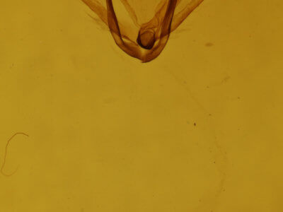 genitalia view of adult Drymoea simulans