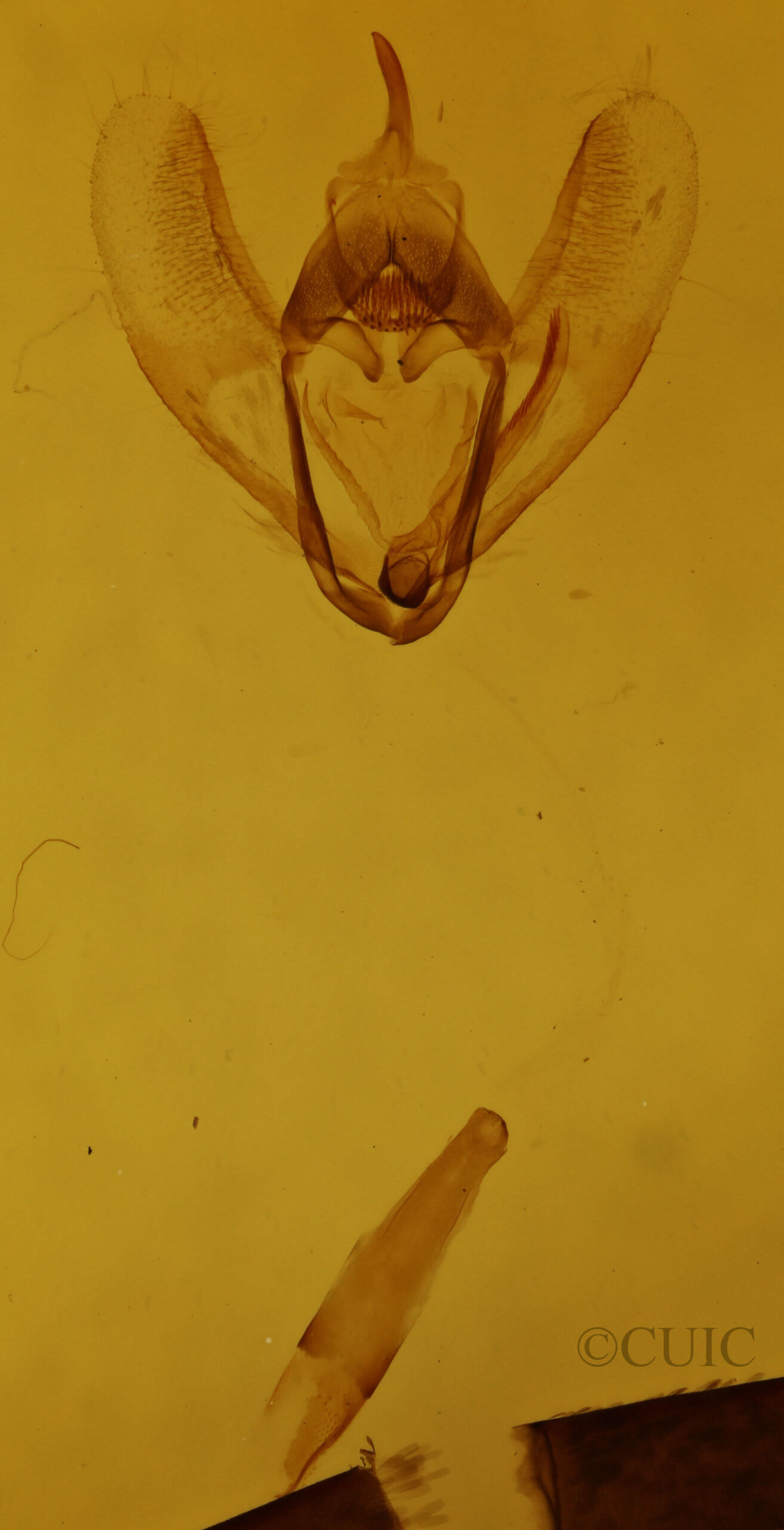 genitalia view of adult Drymoea simulans