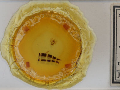 slide view of adult Drymoea simulans