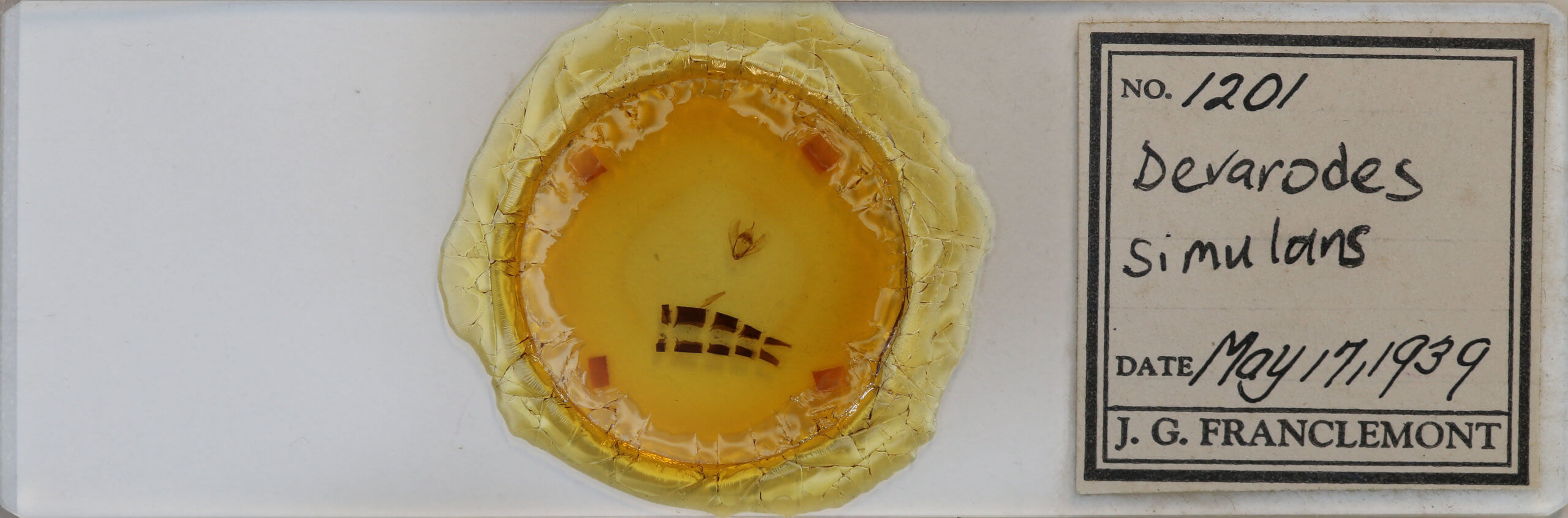 slide view of adult Drymoea simulans