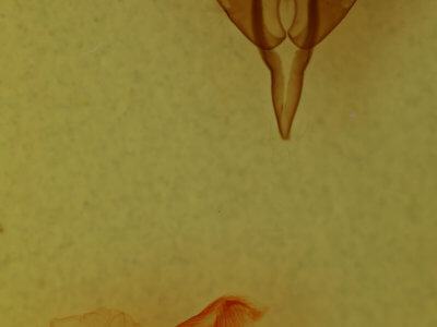 genitalia view of adult Egira baueri