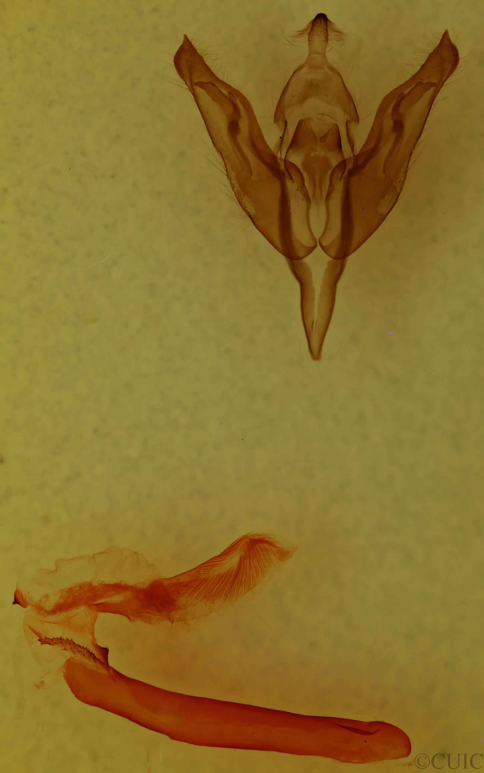 genitalia view of adult Egira baueri