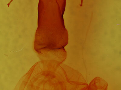 genitalia view of adult Egira baueri