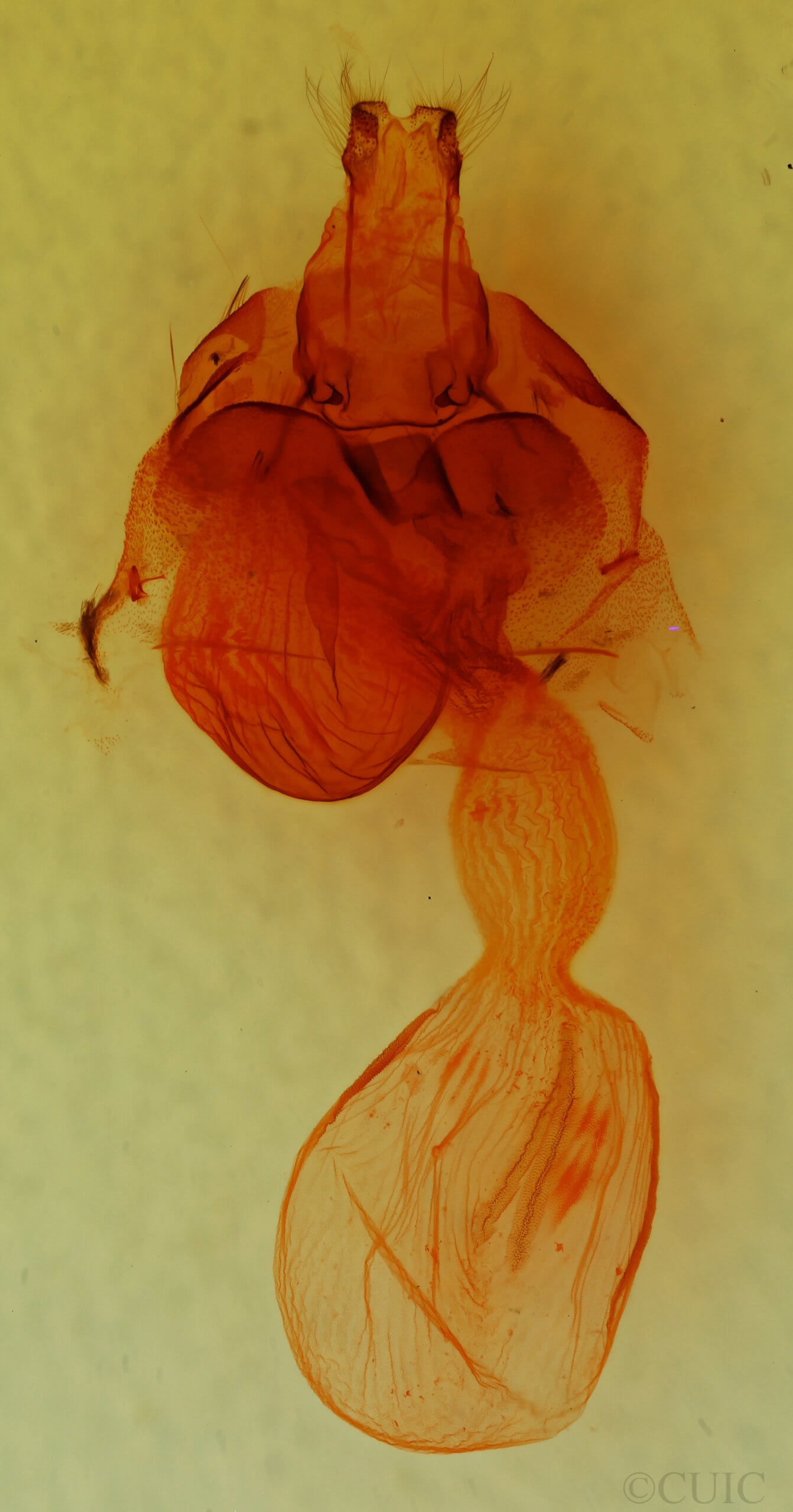 genitalia view of adult Egira conspicillaris