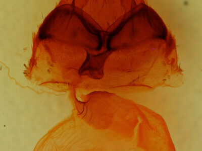 genitalia view of adult Egira dolosa