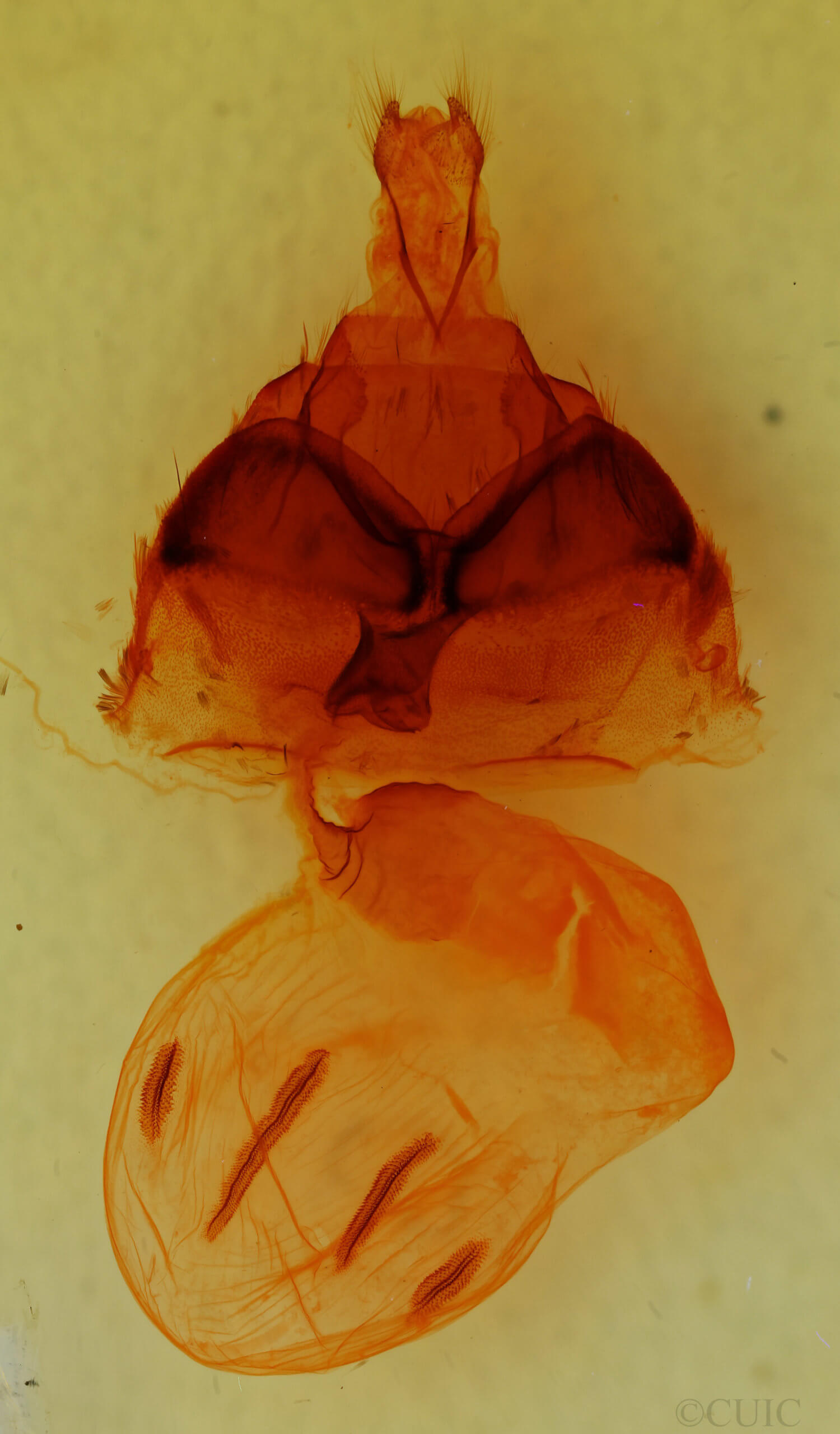 genitalia view of adult Egira dolosa