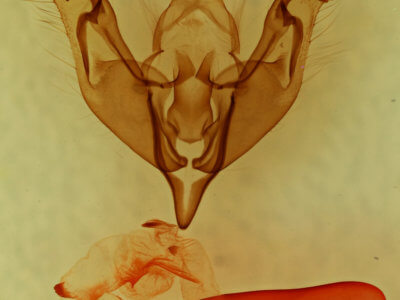 genitalia view of adult Egira hiemalis