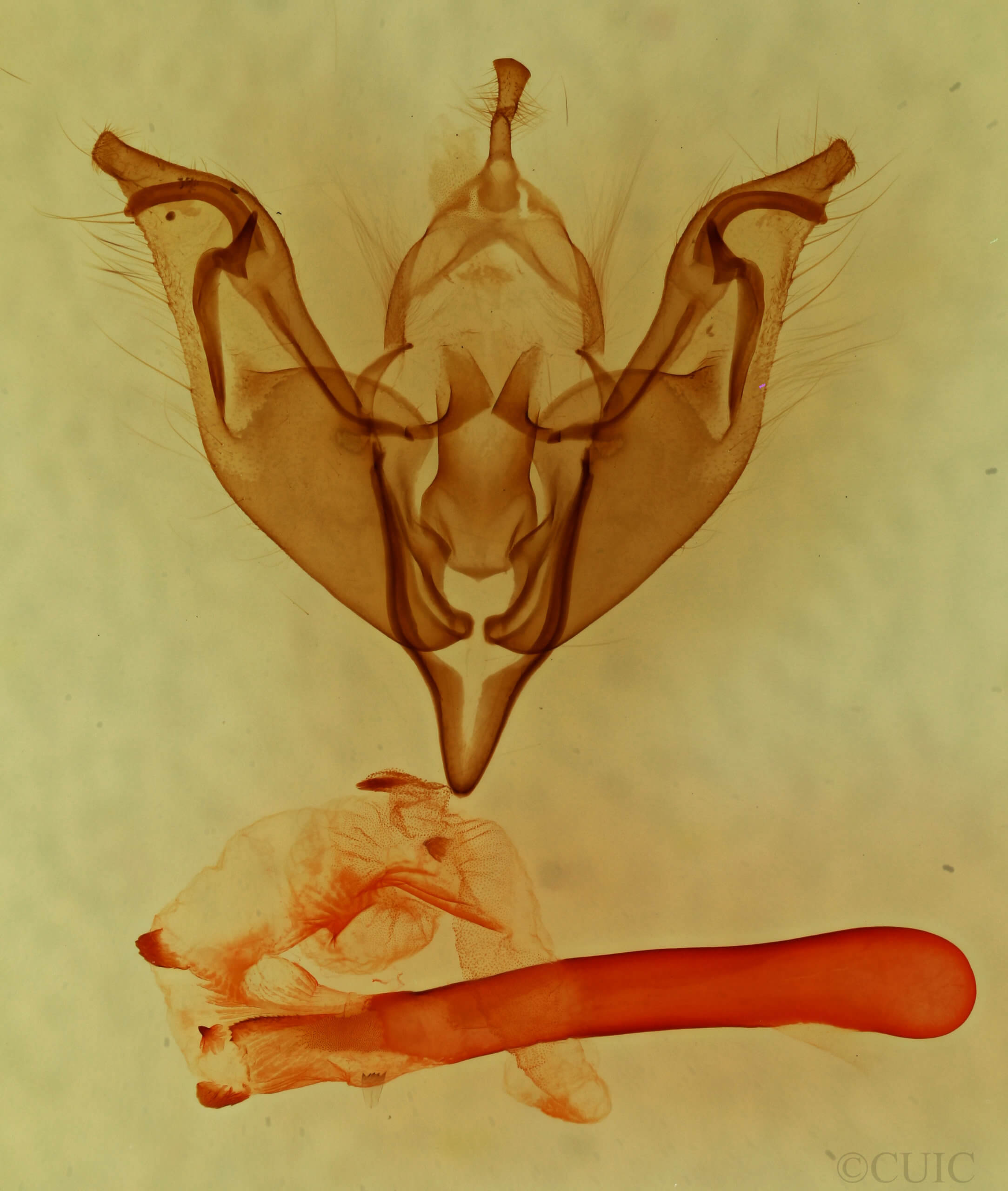 genitalia view of adult Egira hiemalis