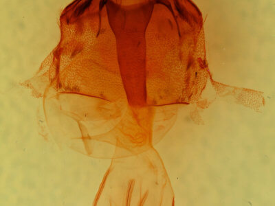 genitalia view of adult Egira hiemalis