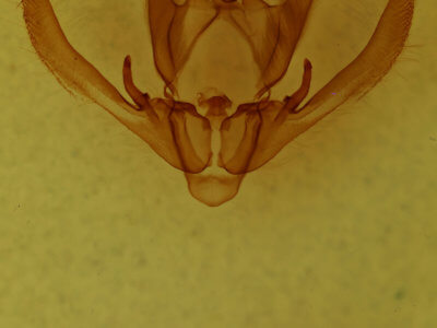 genitalia view of adult Enargia infumata