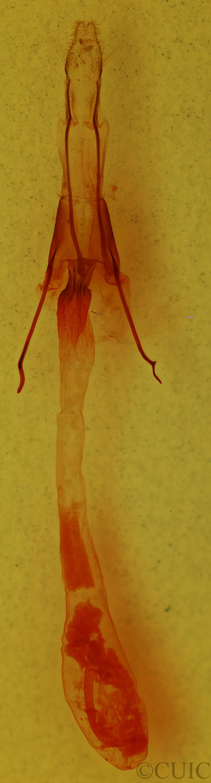 genitalia view of adult Enargia infumata