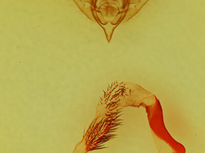 genitalia view of adult Euamiana contrasta