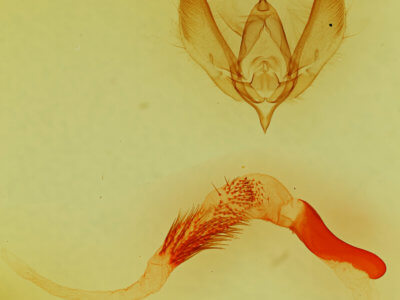 genitalia view of adult Euamiana contrasta