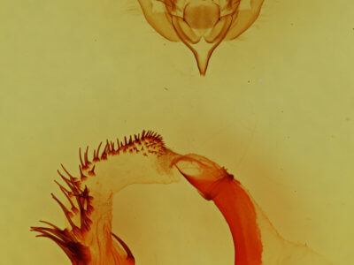 genitalia view of adult Euamiana dissimilis