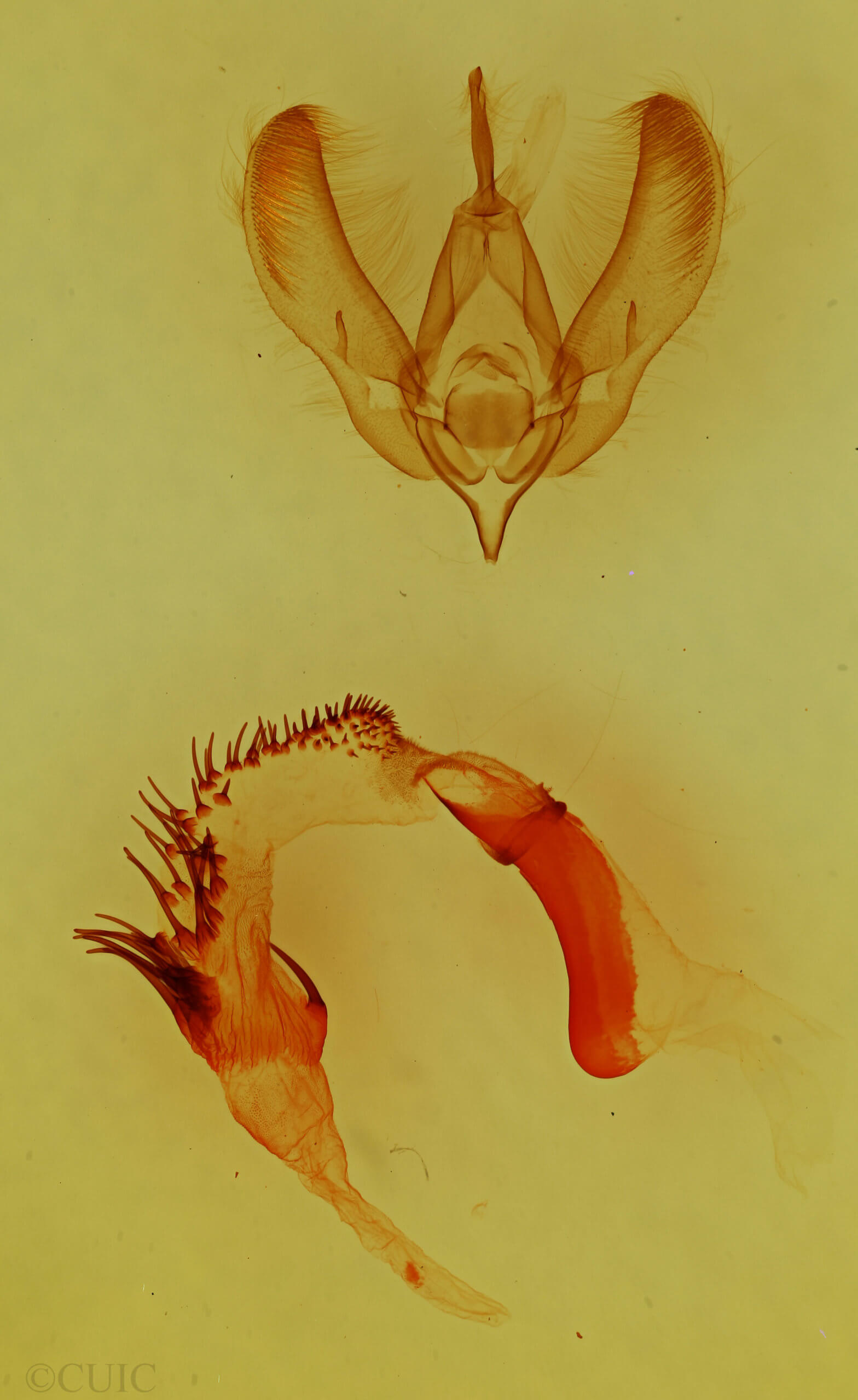 genitalia view of adult Euamiana dissimilis
