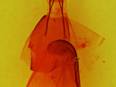 genitalia view of adult Euamiana dissimilis