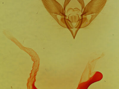 genitalia view of adult Euamiana  torniplaga