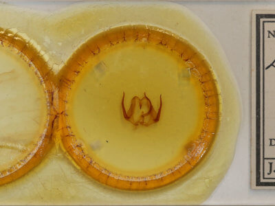 slide view of adult Eulirimiris n. sp.